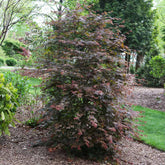 Hot Chana® Japanese Maple Tree