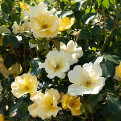 Easy Bee-zy Knock Out® Rose