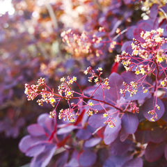 Royal Purple Smoke Bush