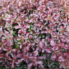 Purpleleaf Wintercreeper Shrub