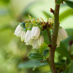 Aurora Blueberry Bush