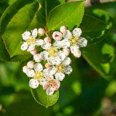 Viking Aronia Chokeberry Bush