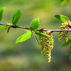 American Hornbeam Tree
