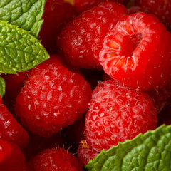 Willamette Red Raspberry Bush