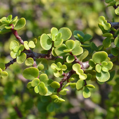 Dwarf Jade Plant