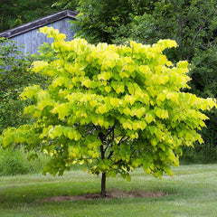 Hearts of Gold Redbud Tree