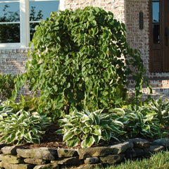 Cascading Hearts Redbud Tree