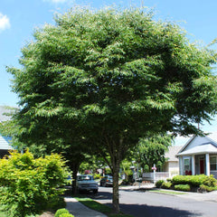 Green Vase® Zelkova Tree