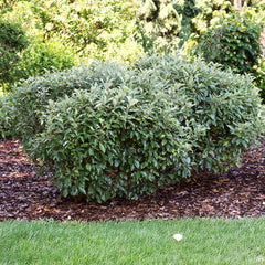 Proven Winners® Fire Ball Seedless™ Burning Bush
