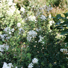 Proven Winners® Bloomerang® Showmound™ Lilac Bush