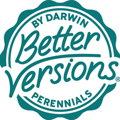 Better Versions® Kniphofia Glowstick Red Hot Poker Plant