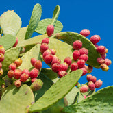 Nopal Prickly Pear Cactus Plant