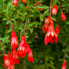 Cold-Hardy Red Pomegranate Bush