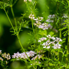 Cilantro Plant - USDA Organic