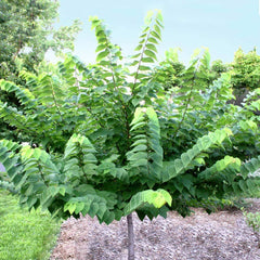 Ace of Hearts Redbud Tree