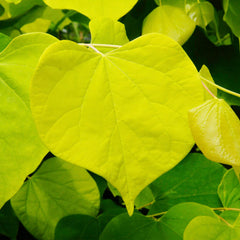 Hearts of Gold Redbud Tree