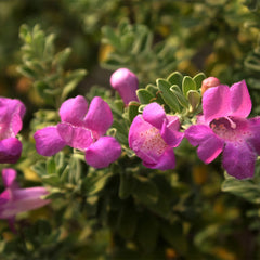 Purple Rain Texas Sage Plant