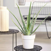 Aloe Vera Plant