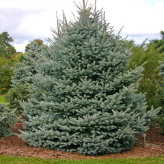 Fat Albert Colorado Blue Spruce Tree