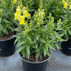 Speedy Sonnet Yellow Snapdragon