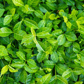 Purpleleaf Wintercreeper Shrub