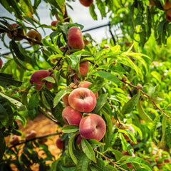 Saturn Peach Tree