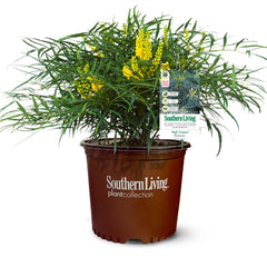 Soft Caress Mahonia Shrub