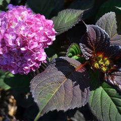 Garden District Midnight Rider™ Hydrangea Bush