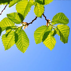 Lacebark Chinese Elm Tree