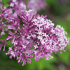 Proven Winners® Bloomerang® Lilac Tree