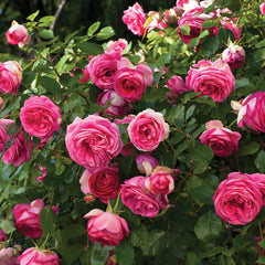 Pretty In Pink Eden Climber® Rose