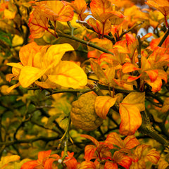 Weeping Dragon Orange Bush