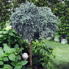 Blue Star Juniper Tree