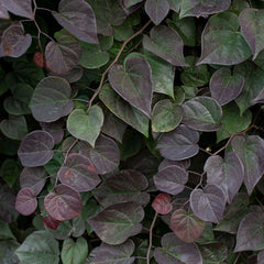 Garden Gems Amethyst Falls Redbud Tree