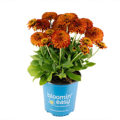 Solar Sisters™ Black Eyed Susan Plant