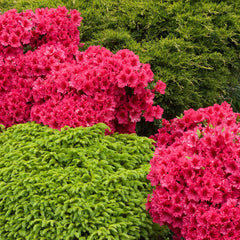 Red Ruffle Azalea Shrub