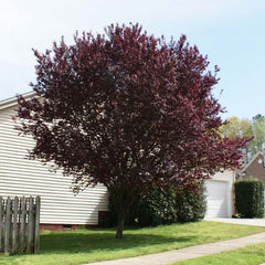 KV' Flowering Plum Tree
