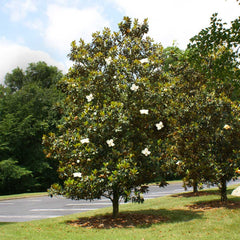 Little Gem Magnolia Tree