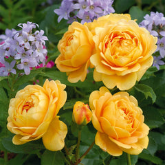 David Austin® Golden Celebration® English Shrub Rose