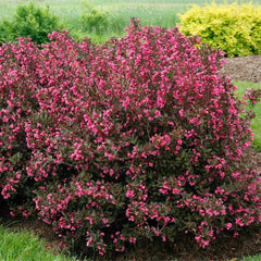 Proven Winners® Wine & Roses® Weigela Shrub