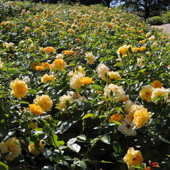 Julia Child Rose