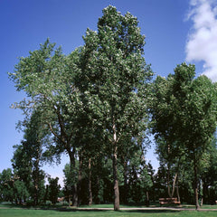 Siouxland Poplar Tree
