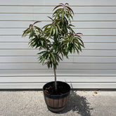 Bonfire Patio Peach Tree
