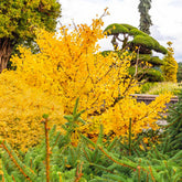 Mariken Maidenhair Tree