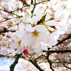Akebono Cherry Tree