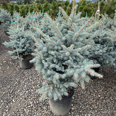 Blue Waves Colorado Spruce Tree
