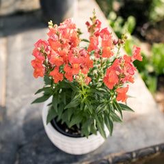 Speedy Sonnet Bronze Snapdragon