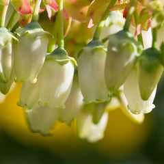 Legacy Blueberry Bush