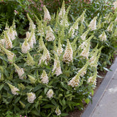 Butterfly Candy® Li'l Coconut Butterfly Bush