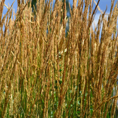 Karl Foerster Grass